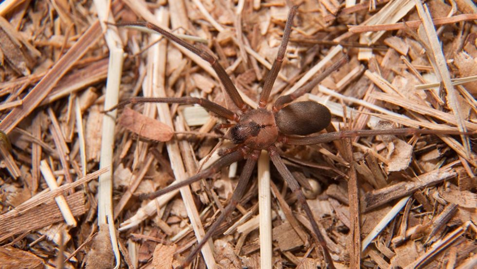 brown spider
